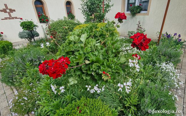 Mănăstirea „Sfânta Elisabeta” – așezământ monahal în inima Clujului