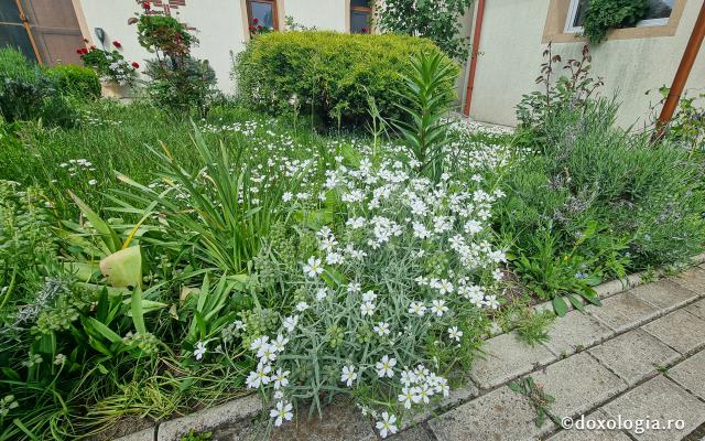 Mănăstirea „Sfânta Elisabeta” – așezământ monahal în inima Clujului