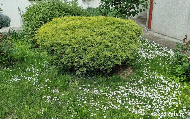 Mănăstirea „Sfânta Elisabeta” – așezământ monahal în inima Clujului