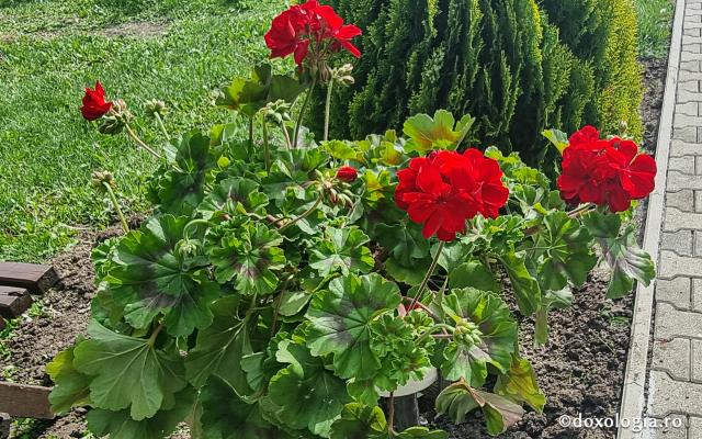 Mănăstirea „Sfânta Elisabeta” – așezământ monahal în inima Clujului