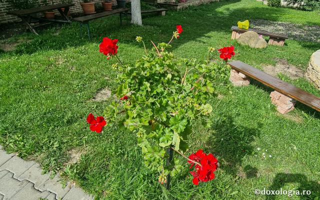 Mănăstirea „Sfânta Elisabeta” – așezământ monahal în inima Clujului