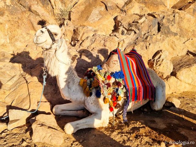 Urcând pe Muntele Sinai, pe urmele pașilor Sfântului Proroc Moise