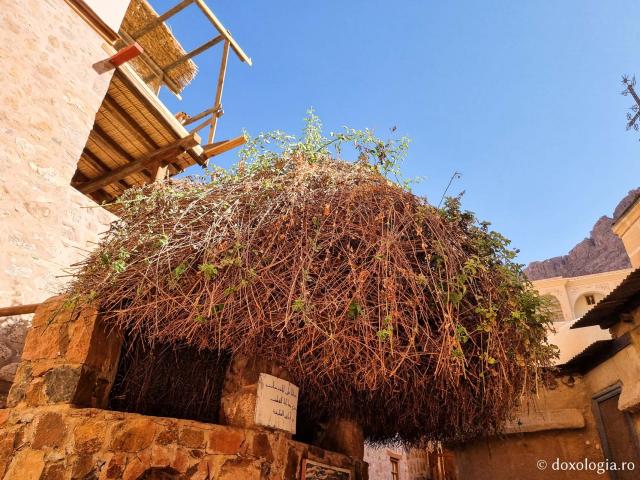 Rugul aprins de pe Muntele Sinai – o minunată preînchipuire a Preasfintei Născătoare de Dumnezeu / Foto: Magda Buftea Rugul aprins de pe Muntele Sinai – o minunată preînchipuire a Preasfintei Născătoare de Dumnezeu