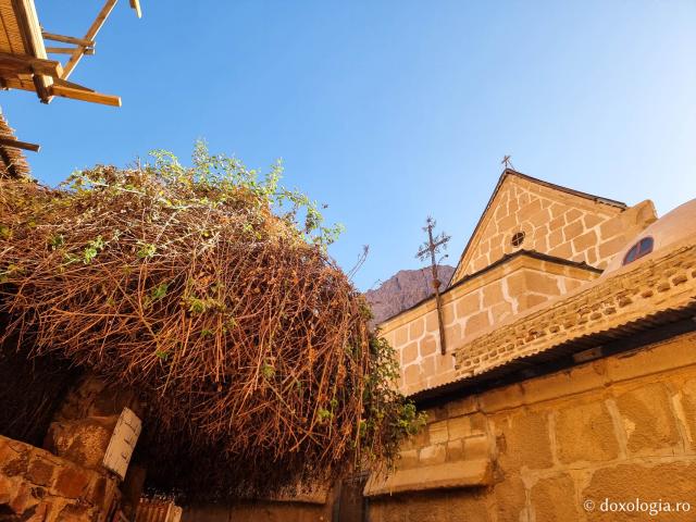 Rugul aprins de pe Muntele Sinai – o minunată preînchipuire a Preasfintei Născătoare de Dumnezeu / Foto: Magda Buftea Rugul aprins de pe Muntele Sinai – o minunată preînchipuire a Preasfintei Născătoare de Dumnezeu