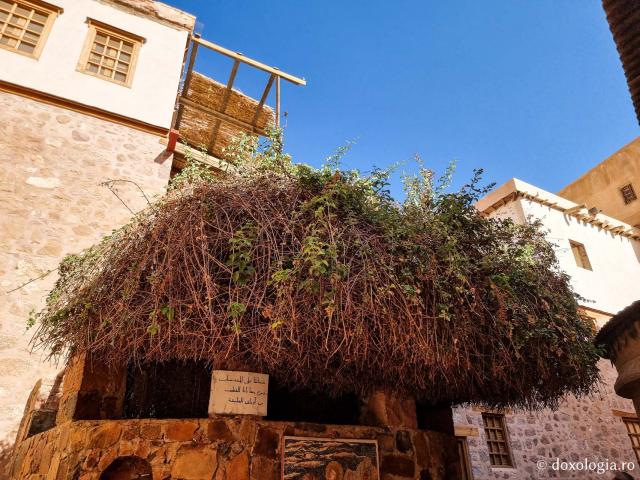 Rugul aprins de pe Muntele Sinai – o minunată preînchipuire a Preasfintei Născătoare de Dumnezeu / Foto: Magda Buftea Rugul aprins de pe Muntele Sinai – o minunată preînchipuire a Preasfintei Născătoare de Dumnezeu