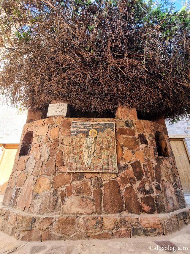 Rugul aprins de pe Muntele Sinai – o minunată preînchipuire a Preasfintei Născătoare de Dumnezeu / Foto: Magda Buftea Rugul aprins de pe Muntele Sinai – o minunată preînchipuire a Preasfintei Născătoare de Dumnezeu