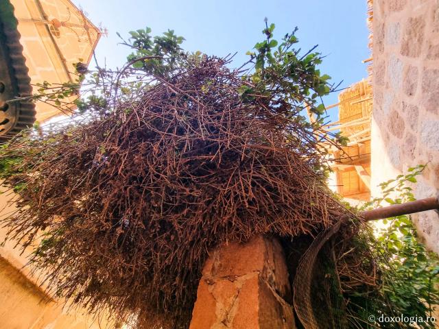 Rugul aprins de pe Muntele Sinai – o minunată preînchipuire a Preasfintei Născătoare de Dumnezeu / Foto: Magda Buftea Rugul aprins de pe Muntele Sinai – o minunată preînchipuire a Preasfintei Născătoare de Dumnezeu