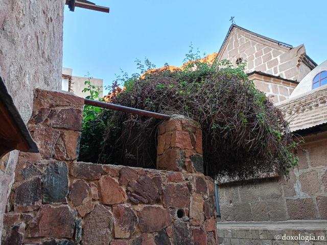Rugul aprins de pe Muntele Sinai – o minunată preînchipuire a Preasfintei Născătoare de Dumnezeu