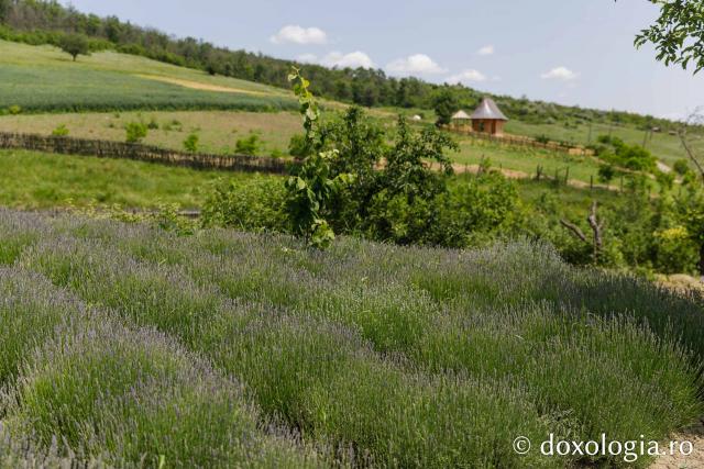Mănăstirea Cozancea