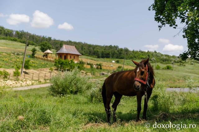 Mănăstirea Cozancea