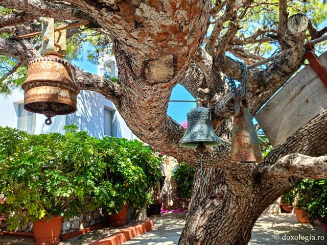  Copacul Sfântului Cuvios Sava cel Nou din Kalymnos