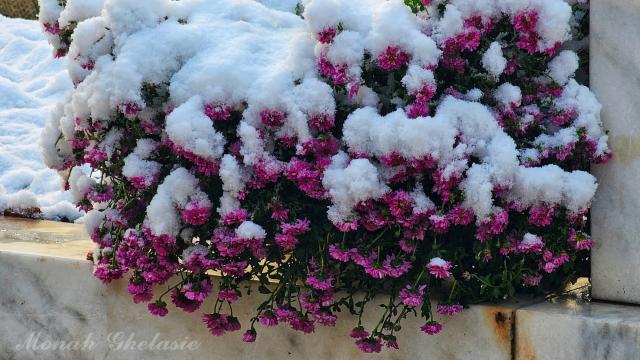 (Foto) Văl de nea peste Mănăstirea Sihăstria – 19 noiembrie 2025