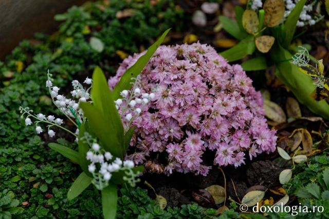 Mormântul Cuvioasei Evloghia Țârlea