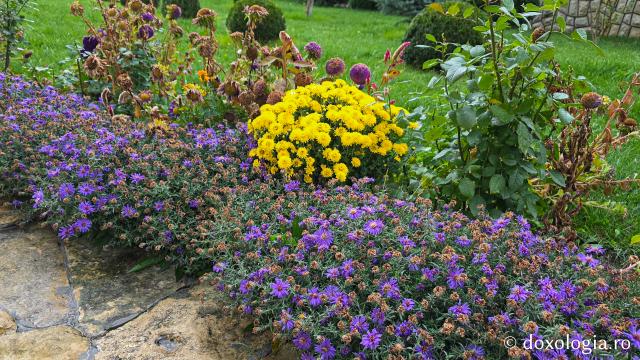 Mănăstirea Brazi – lăcaș de rugăciune și închinare la moaștele Sfântului Sfințit Mucenic Teodosie