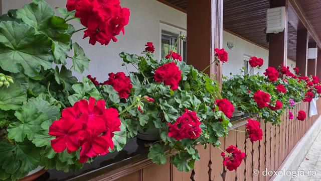 Mănăstirea Brazi – lăcaș de rugăciune și închinare la moaștele Sfântului Sfințit Mucenic Teodosie