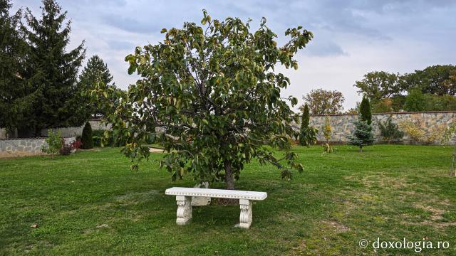 Mănăstirea Trotușanu