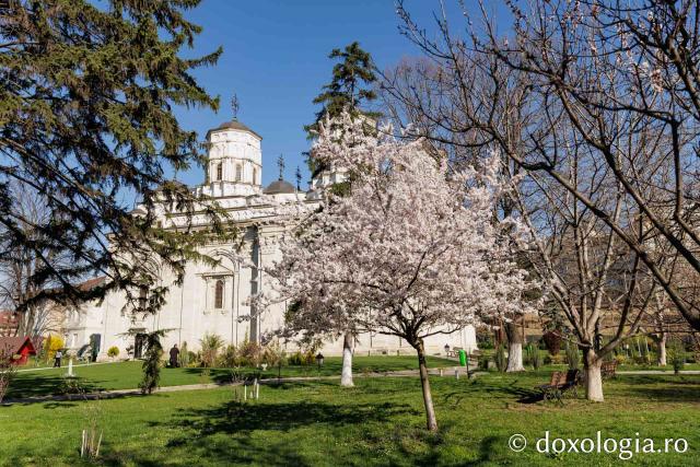 Iașul înflorit, la începutul Săptămânii Mari