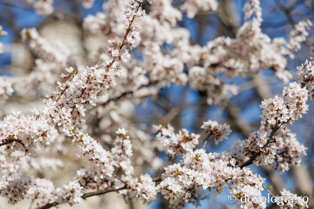 Iașul înflorit, la începutul Săptămânii Mari