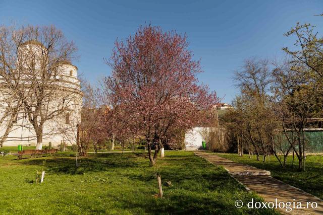 Iașul înflorit, la începutul Săptămânii Mari