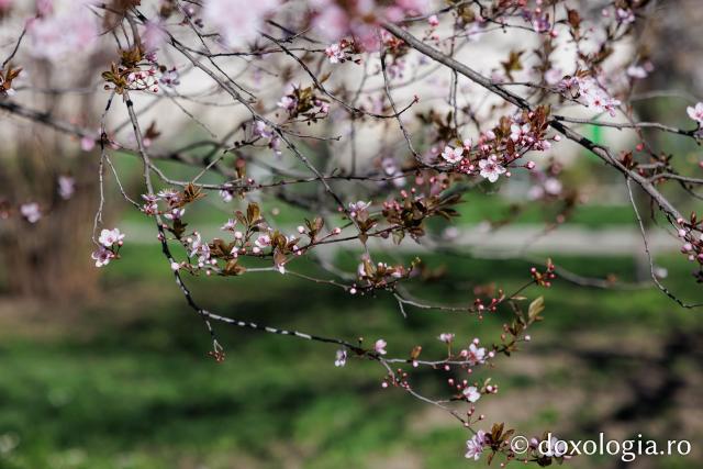 Iașul înflorit, la începutul Săptămânii Mari