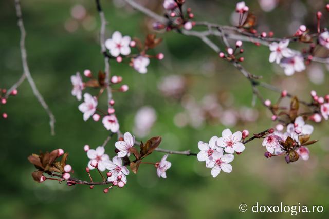 Iașul înflorit, la începutul Săptămânii Mari