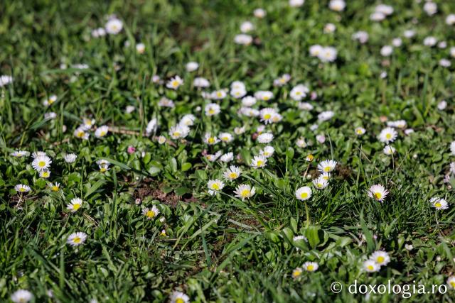 Iașul înflorit, la începutul Săptămânii Mari