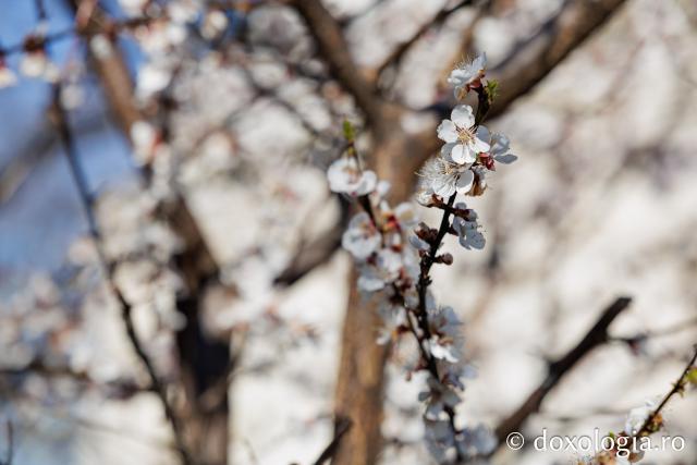 Iașul înflorit, la începutul Săptămânii Mari