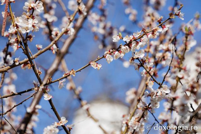 Iașul înflorit, la începutul Săptămânii Mari