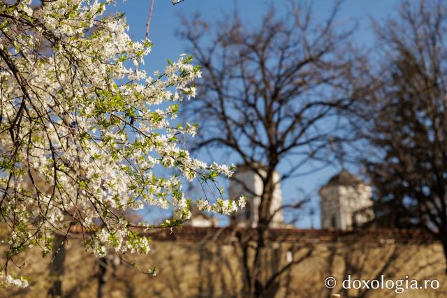 Iașul înflorit, la începutul Săptămânii Mari