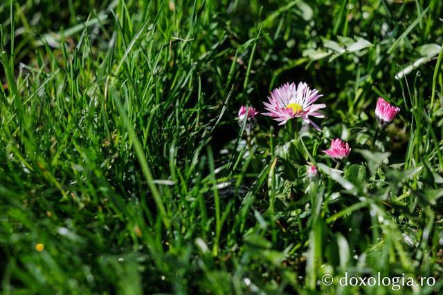 Iașul înflorit, la începutul Săptămânii Mari