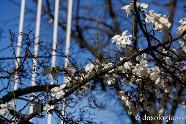 Iașul înflorit, la începutul Săptămânii Mari