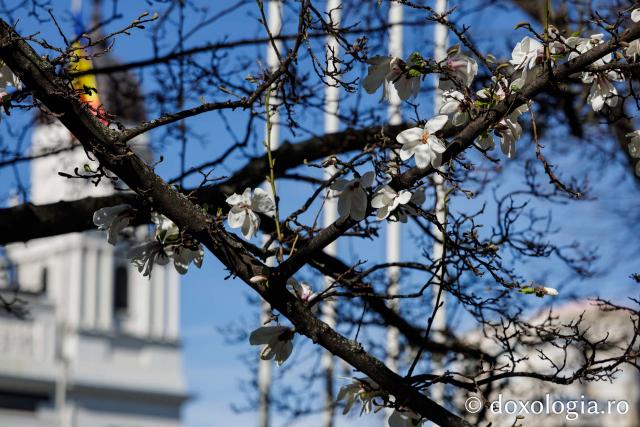 Iașul înflorit, la începutul Săptămânii Mari