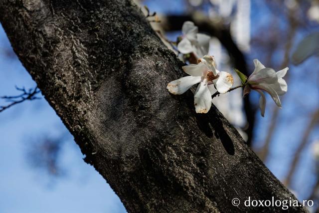 Iașul înflorit, la începutul Săptămânii Mari
