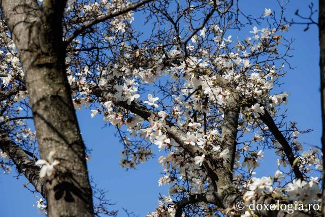 Iașul înflorit, la începutul Săptămânii Mari
