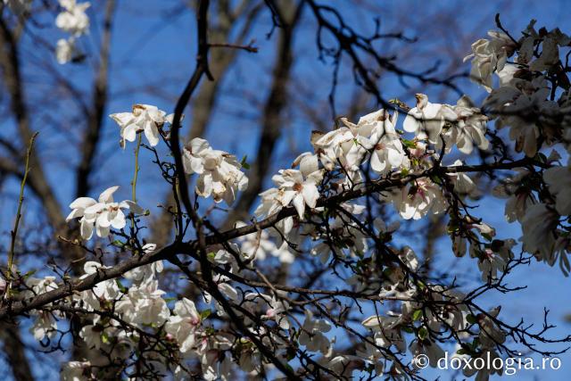 Iașul înflorit, la începutul Săptămânii Mari