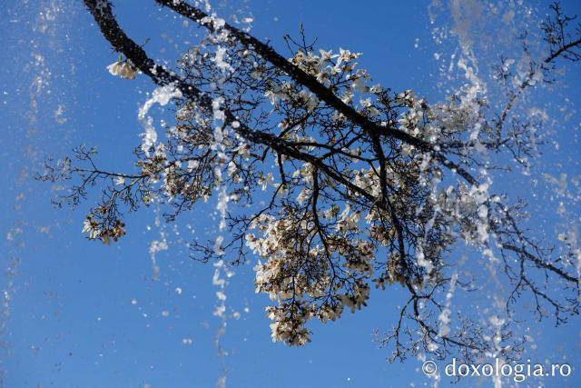 Iașul înflorit, la începutul Săptămânii Mari