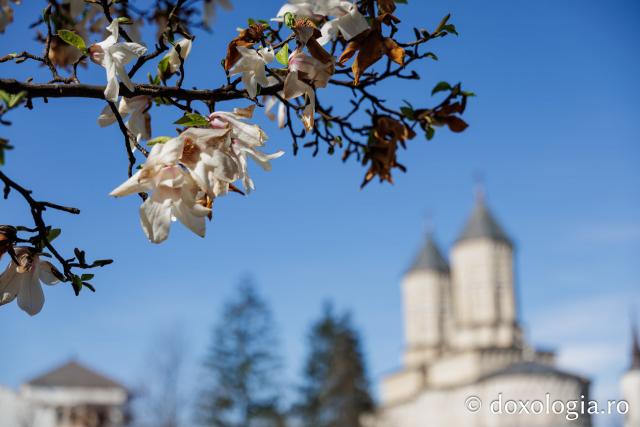 Iașul înflorit, la începutul Săptămânii Mari