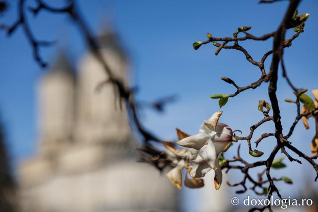 Iașul înflorit, la începutul Săptămânii Mari