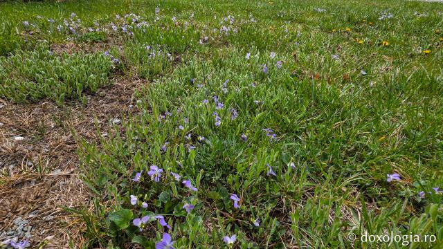 Mănăstirea „Martirii Neamului” Muncel