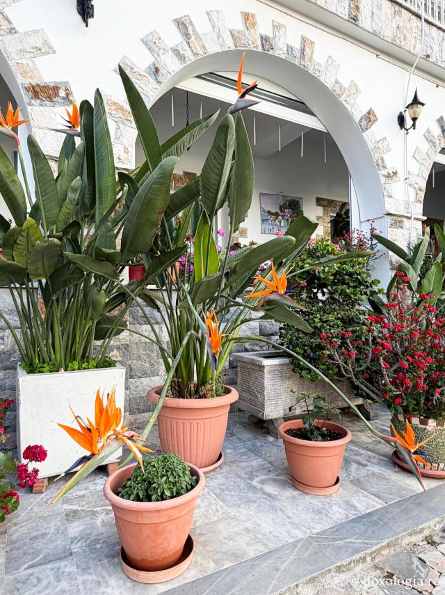 Florile de la Mănăstirea „Sfântul Rafail” din Insula Lesvos