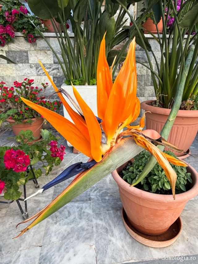 Florile de la Mănăstirea „Sfântul Rafail” din Insula Lesvos