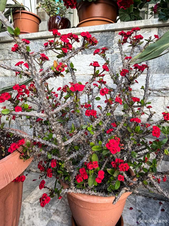 Florile de la Mănăstirea „Sfântul Rafail” din Insula LesvosFlorile de la Mănăstirea „Sfântul Rafail” din Insula Lesvos