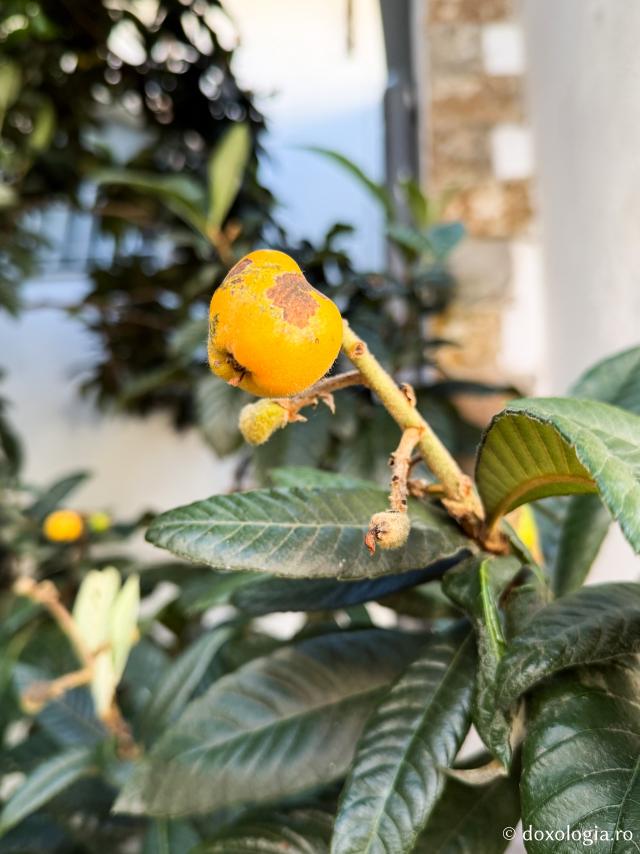 Florile de la Mănăstirea „Sfântul Rafail” din Insula Lesvos