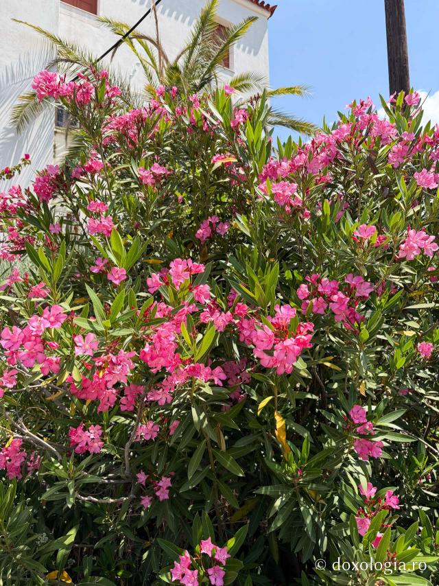 Florile Sfântului Ierarh Nectarie