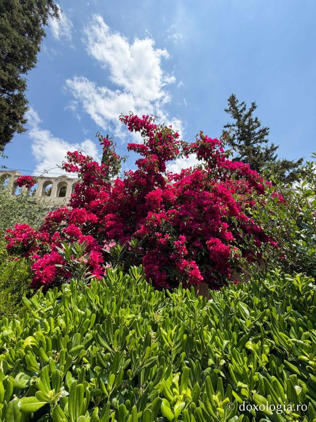 Florile Sfântului Ierarh Nectarie