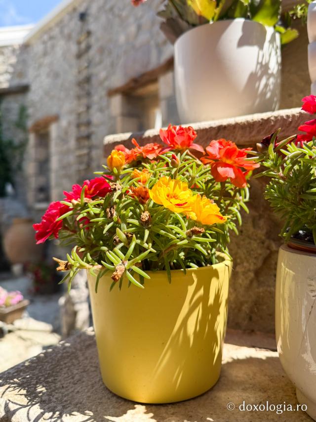 Florile Sfântului Ierarh Nectarie