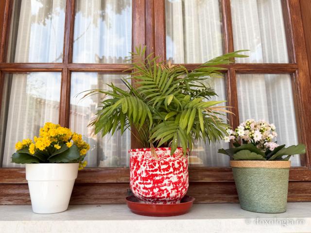 Florile Sfântului Ierarh Nectarie