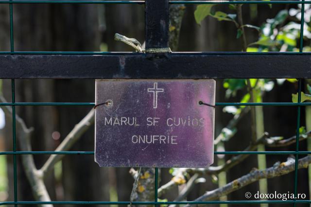 Mormântul Sfântului Onufrie și mărul din livada Mănăstirii Sihăstria Voronei din județul Botoșani
