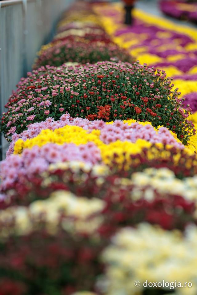 Florile Sfintei Parascheva