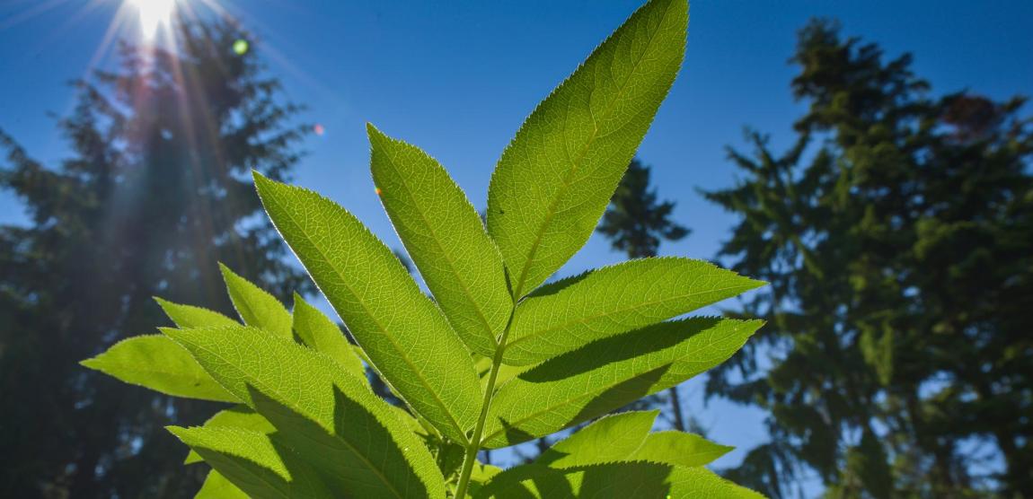 ramură verde